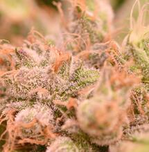 Was ist besser - Nass- oder Trockenschneiden