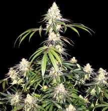 Watermelon Zkittlez