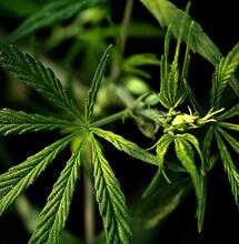 Essenz Hemp Siero. Olio di cannabis con CBD