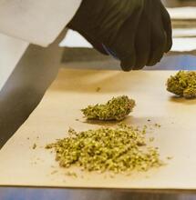 there are now more daily cannabis users than daily alcohol drinkers in the US