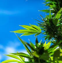 Alle origini della Cannabis: 12.000 anni fa il primo raccolto