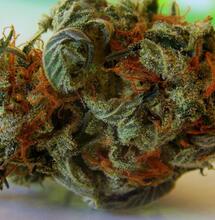 Manicura: la penúltima fase de la cosecha