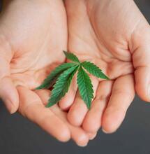 lovetender is an upgrade of budtender.