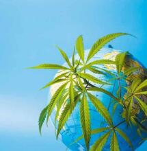 Welk land legaliseert als derde cannabis?