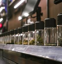 The 10 Best Cannabis Strains You Must Try in 2026