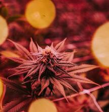 Lighting Flavors & Their Uses – Metal Halide
