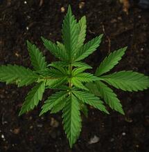photo showing a small cannabis plant in the soil, and its supersymmetry from above. 