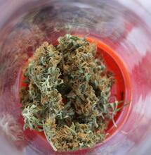 ‘Weed Shakes’ Explained: Why They Happen and What to Do About Them