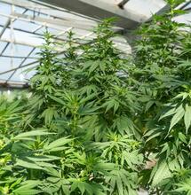 The Post-Super Trend Era in Commercial Cannabis