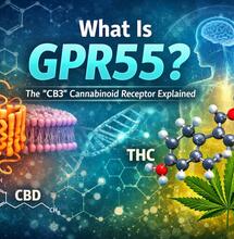 What Is GPR55? The “CB3” Cannabinoid Receptor Explained