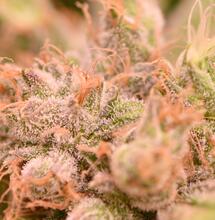 What is better: wet or dry trimming?