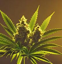 What’s the Biggest Cannabis Seizure Ever? 