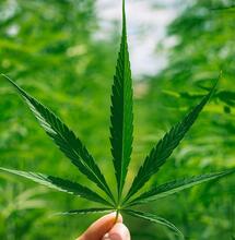 what is the cannabis experiment?