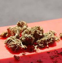 What is the Most Weed Smoked by a Person?