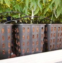 pots of cannabis plants