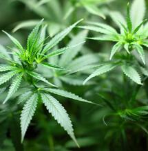 Easy Way to Cloning Cannabis Successfully