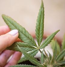 What Public Comments Say for DEA Rescheduling?