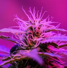 what special cannabis plants are there?