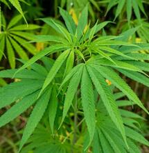 green cannabis fan leaves.