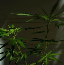 cannabis plant. 