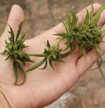 If You Don’t Know What to Do with Male Cannabis Plants, Here Are Some Ideas.