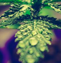 If You're Not Sure What to Do with Male Cannabis Plants, Here Are Some Ideas.