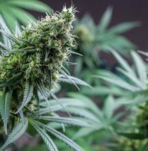 South Africa - A Country with Cannabis ‘Master Plan’
