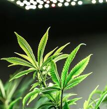 When Do We Cut Cannabis Plants for Harvest?