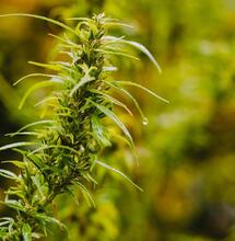  cannabis ready to harvest