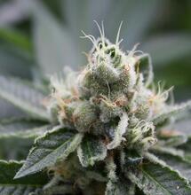 Check how to manage the cannabis flowering stage with 12/12 light schedule adjustments, balanced nutrient feeding, and accurate harvest window testing. 
