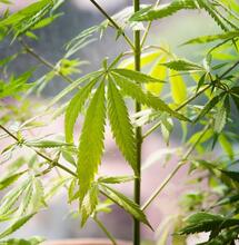 which cannabis plant is best used for clothing and skincare products?