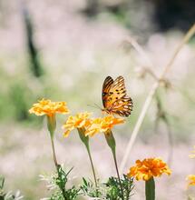 The Worst and The Best Companion Plants for Cannabis