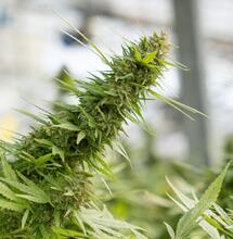 Which Countries Lead in Global Cannabis Exports?