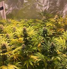 A Beginner’s Guide to Hydroponics