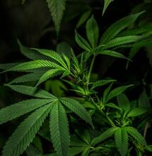 Who Doesn’t Want Marijuana Rescheduling?