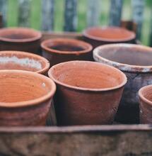 Are your cannabis leaves turning yellow? Expert Mr. Bill explains the link between yellowing leaves, nutrient uptake, and the dangers of using too large pots.
