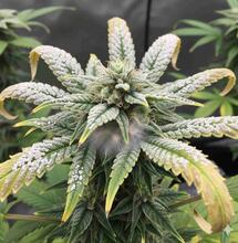 Picture with Mold and Powdery Mildew on Cannabis Buds