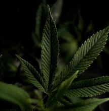 8 Ways To Grow The Best Tasting Cannabis Buds