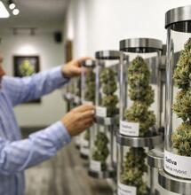 Is Michigan’s Cannabis Boom Turning Into a Bust?