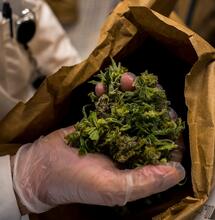 Why Is My Weed Not Drying Properly?