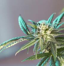 Why Is Rhizobacteria Good When Growing Cannabis?