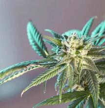 Warum sind Rhizobakterien gut für den Cannabisanbau?