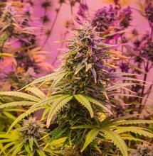 Why pH Matters in Cannabis Cultivation