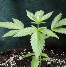 Discover why fluorescent cannabis grow lights offer the ideal low heat, soft spectrum environment for rooting clones and sprouting delicate seedlings. 