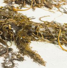 seaweed as a cannabis supplement