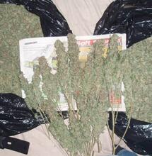 Wie Outdoor-Cannabispflanzen geerntet und getrocknet werden