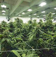 Wietexperiment: Overgangsfase 17 juni van start