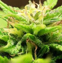 Was Ihr über Cannabis-Samen wissen müsst - Soft Secrets