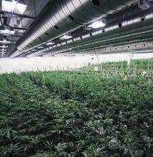 Oude strijder Jeff Sessions hernieuwt War on Weed - Amerikaanse clash over cannabis