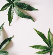 Will Thailand Back Down on Cannabis Recriminalization?